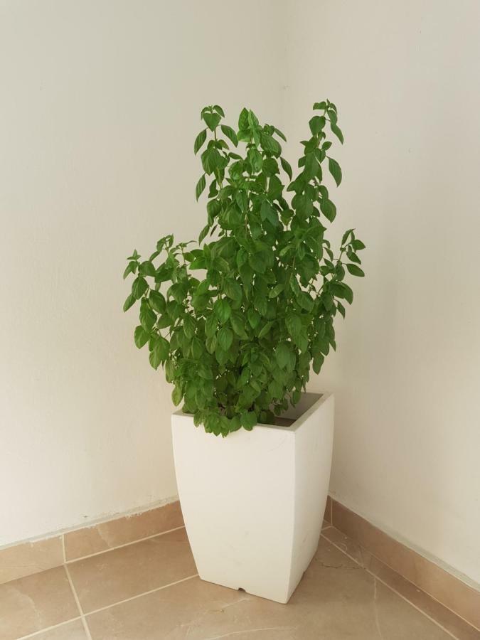 הוסטל Paphos Trianon מראה חיצוני תמונה